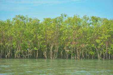 Bangladeş, Cox 's Bazar' daki Bakkhali Nehri boyunca yemyeşil mangrov ormanı. Berrak mavi gökyüzünün altında, yüksek gelgit sırasında sulara yansıyan yoğun tropikal ağaçların yer aldığı sakin kıyı manzarası..