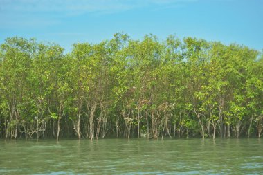 Bangladeş, Cox 's Bazar' daki Bakkhali Nehri boyunca yemyeşil mangrov ormanı. Berrak mavi gökyüzünün altında, yüksek gelgit sırasında sulara yansıyan yoğun tropikal ağaçların yer aldığı sakin kıyı manzarası..
