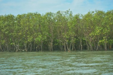 Bangladeş, Cox 's Bazar' daki Bakkhali Nehri boyunca yemyeşil mangrov ormanı. Berrak mavi gökyüzünün altında, yüksek gelgit sırasında sulara yansıyan yoğun tropikal ağaçların yer aldığı sakin kıyı manzarası..