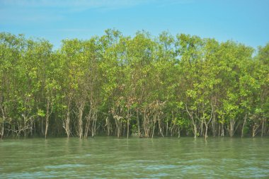 Bangladeş, Cox 's Bazar' daki Bakkhali Nehri boyunca yemyeşil mangrov ormanı. Berrak mavi gökyüzünün altında, yüksek gelgit sırasında sulara yansıyan yoğun tropikal ağaçların yer aldığı sakin kıyı manzarası..