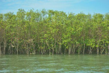 Bangladeş, Cox 's Bazar' daki Bakkhali Nehri boyunca yemyeşil mangrov ormanı. Berrak mavi gökyüzünün altında, yüksek gelgit sırasında sulara yansıyan yoğun tropikal ağaçların yer aldığı sakin kıyı manzarası..