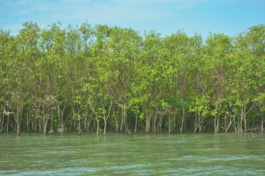 Bangladeş, Cox 's Bazar' daki Bakkhali Nehri boyunca yemyeşil mangrov ormanı. Berrak mavi gökyüzünün altında, yüksek gelgit sırasında sulara yansıyan yoğun tropikal ağaçların yer aldığı sakin kıyı manzarası..