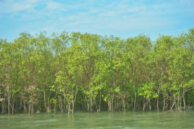 Bangladeş, Cox 's Bazar' daki Bakkhali Nehri boyunca yemyeşil mangrov ormanı. Berrak mavi gökyüzünün altında, yüksek gelgit sırasında sulara yansıyan yoğun tropikal ağaçların yer aldığı sakin kıyı manzarası..