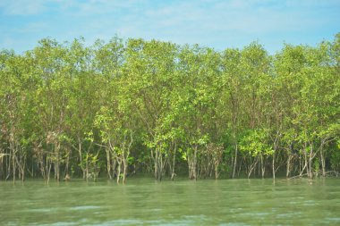 Bangladeş, Cox 's Bazar' daki Bakkhali Nehri boyunca uzanan yemyeşil mangrov ormanının manzarası. Parlak yeşil ağaçlar, açık mavi gökyüzünün altındaki yüksek gelgit sırasında tropikal su yolu boyunca eşsiz bir kıyı ekosistemi sergilerler..