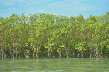 Bangladeş, Cox 's Bazar' daki Bakkhali Nehri boyunca uzanan yemyeşil mangrov ormanının manzarası. Parlak yeşil ağaçlar, açık mavi gökyüzünün altındaki yüksek gelgit sırasında tropikal su yolu boyunca eşsiz bir kıyı ekosistemi sergilerler..