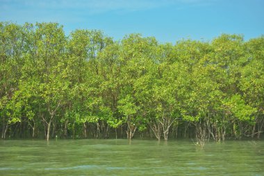 Bangladeş, Cox 's Bazar' daki Bakkhali Nehri boyunca uzanan yemyeşil mangrov ormanının manzarası. Parlak yeşil ağaçlar, açık mavi gökyüzünün altındaki yüksek gelgit sırasında tropikal su yolu boyunca eşsiz bir kıyı ekosistemi sergilerler..