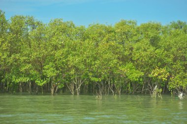 Bangladeş, Cox 's Bazar' daki Bakkhali Nehri boyunca uzanan yemyeşil mangrov ormanının manzarası. Parlak yeşil ağaçlar, açık mavi gökyüzünün altındaki yüksek gelgit sırasında tropikal su yolu boyunca eşsiz bir kıyı ekosistemi sergilerler..