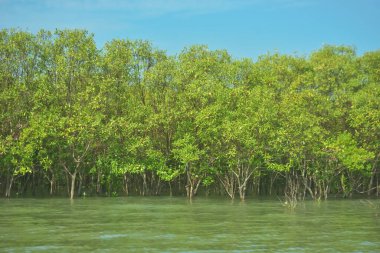 Bangladeş, Cox 's Bazar' daki Bakkhali Nehri boyunca uzanan yemyeşil mangrov ormanının manzarası. Parlak yeşil ağaçlar, açık mavi gökyüzünün altındaki yüksek gelgit sırasında tropikal su yolu boyunca eşsiz bir kıyı ekosistemi sergilerler..