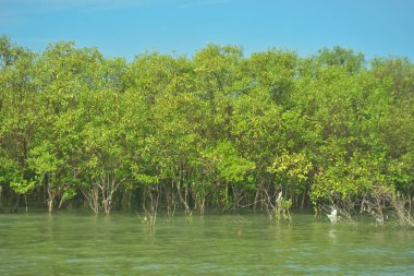 Bangladeş, Cox 's Bazar' daki Bakkhali Nehri boyunca uzanan yemyeşil mangrov ormanının manzarası. Parlak yeşil ağaçlar, açık mavi gökyüzünün altındaki yüksek gelgit sırasında tropikal su yolu boyunca eşsiz bir kıyı ekosistemi sergilerler..