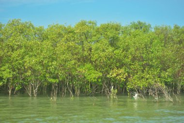 Bangladeş, Cox 's Bazar' daki Bakkhali Nehri boyunca uzanan yemyeşil mangrov ormanının manzarası. Parlak yeşil ağaçlar, açık mavi gökyüzünün altındaki yüksek gelgit sırasında tropikal su yolu boyunca eşsiz bir kıyı ekosistemi sergilerler..