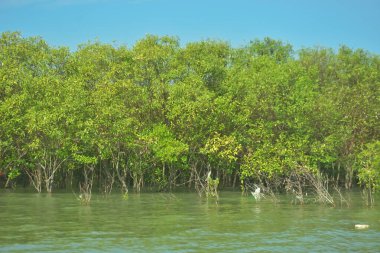 Bangladeş, Cox 's Bazar' daki Bakkhali Nehri boyunca uzanan yemyeşil mangrov ormanının manzarası. Parlak yeşil ağaçlar, açık mavi gökyüzünün altındaki yüksek gelgit sırasında tropikal su yolu boyunca eşsiz bir kıyı ekosistemi sergilerler..