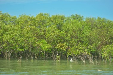 Bangladeş, Cox 's Bazar' daki Bakkhali Nehri boyunca uzanan yemyeşil mangrov ormanının manzarası. Parlak yeşil ağaçlar, açık mavi gökyüzünün altındaki yüksek gelgit sırasında tropikal su yolu boyunca eşsiz bir kıyı ekosistemi sergilerler..