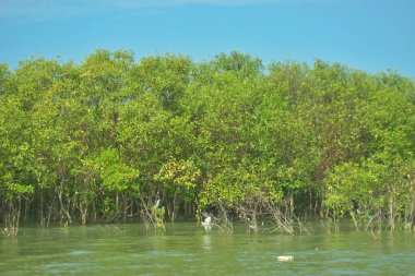 Bangladeş, Cox 's Bazar' daki Bakkhali Nehri boyunca uzanan yemyeşil mangrov ormanının manzarası. Parlak yeşil ağaçlar, açık mavi gökyüzünün altındaki yüksek gelgit sırasında tropikal su yolu boyunca eşsiz bir kıyı ekosistemi sergilerler..