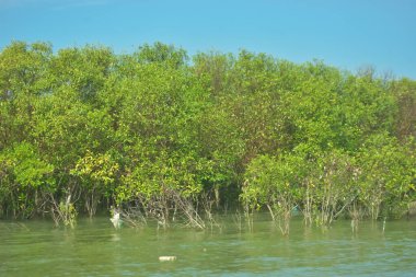 Bangladeş, Cox 's Bazar' daki Bakkhali Nehri boyunca uzanan yemyeşil mangrov ormanının manzarası. Parlak yeşil ağaçlar, açık mavi gökyüzünün altındaki yüksek gelgit sırasında tropikal su yolu boyunca eşsiz bir kıyı ekosistemi sergilerler..
