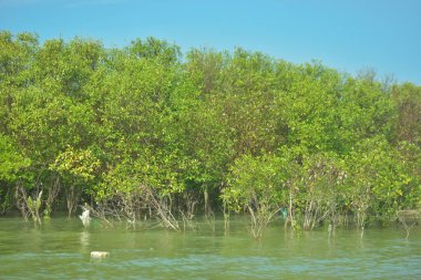 Bangladeş, Cox 's Bazar' daki Bakkhali Nehri boyunca uzanan yemyeşil mangrov ormanının manzarası. Parlak yeşil ağaçlar, açık mavi gökyüzünün altındaki yüksek gelgit sırasında tropikal su yolu boyunca eşsiz bir kıyı ekosistemi sergilerler..