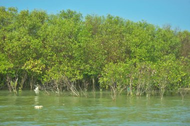 Bangladeş, Cox 's Bazar' daki Bakkhali Nehri boyunca uzanan yemyeşil mangrov ormanının manzarası. Parlak yeşil ağaçlar, açık mavi gökyüzünün altındaki yüksek gelgit sırasında tropikal su yolu boyunca eşsiz bir kıyı ekosistemi sergilerler..