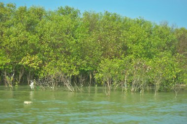 Bangladeş, Cox 's Bazar' daki Bakkhali Nehri boyunca uzanan yemyeşil mangrov ormanının manzarası. Parlak yeşil ağaçlar, açık mavi gökyüzünün altındaki yüksek gelgit sırasında tropikal su yolu boyunca eşsiz bir kıyı ekosistemi sergilerler..