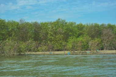 Bangladeş, Cox 's Bazar' daki Bakkhali Nehri boyunca yemyeşil mangrov ormanının geniş nehir manzarası. Yoğun yeşil ağaç hattı, hareketsiz su ve dağınık bulutlu parlak mavi gökyüzü içeren sakin tropikal bir manzara..