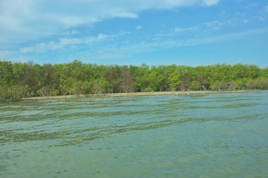 Cox 's Bazar, Bangladeş' teki Bakkhali Nehri 'ni çevreleyen yemyeşil bir mangrov ormanının geniş açılı görüntüsü. Yoğun yeşillik içeren sakin tropikal manzara, durgun nehir suyu, ve gelgitte yumuşak bulutlarla dolu açık mavi bir gökyüzü..