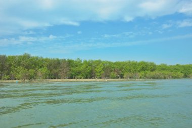 Cox 's Bazar, Bangladeş' teki Bakkhali Nehri 'ni çevreleyen yemyeşil bir mangrov ormanının geniş açılı görüntüsü. Yoğun yeşillik içeren sakin tropikal manzara, durgun nehir suyu, ve gelgitte yumuşak bulutlarla dolu açık mavi bir gökyüzü..