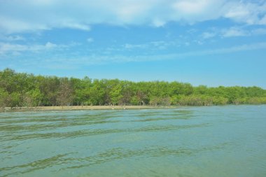 Cox 's Bazar, Bangladeş' teki Bakkhali Nehri 'ni çevreleyen yemyeşil bir mangrov ormanının geniş açılı görüntüsü. Yoğun yeşillik içeren sakin tropikal manzara, durgun nehir suyu, ve gelgitte yumuşak bulutlarla dolu açık mavi bir gökyüzü..