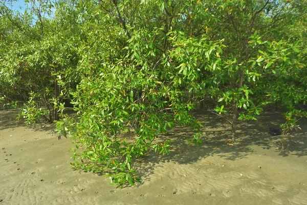 Bangladeş 'in Cox' s Bazar kentindeki Bakkhali Nehri 'nin sınırındaki yemyeşil bir mangrov ağacının yan bakış açısı. Yoğun yeşil tepe örtüsü, açık ve güneşli bir gökyüzünün altındaki yüksek gelgit sırasında hareket eden nehir suyunun üzerine uzanır..