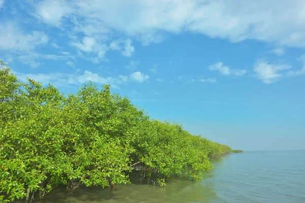 Bangladeş 'in Cox' s Bazar kentindeki Bakkhali Nehri 'nin sınırındaki yemyeşil bir mangrov ağacının yan bakış açısı. Yoğun yeşil tepe örtüsü, açık ve güneşli bir gökyüzünün altındaki yüksek gelgit sırasında hareket eden nehir suyunun üzerine uzanır..