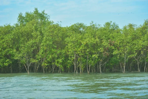 Bangladeş, Cox 's Bazar' daki Bakkhali Nehri boyunca yemyeşil mangrov ormanı. Berrak mavi gökyüzünün altında, yüksek gelgit sırasında sulara yansıyan yoğun tropikal ağaçların yer aldığı sakin kıyı manzarası..