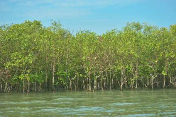 Bangladeş, Cox 's Bazar' daki Bakkhali Nehri boyunca yemyeşil mangrov ormanı. Berrak mavi gökyüzünün altında, yüksek gelgit sırasında sulara yansıyan yoğun tropikal ağaçların yer aldığı sakin kıyı manzarası..