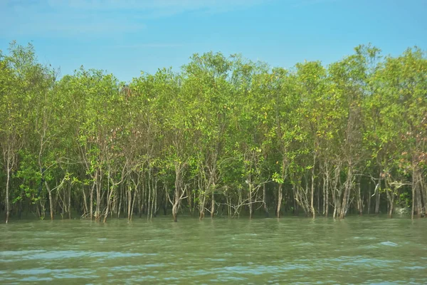 Bangladeş, Cox 's Bazar' daki Bakkhali Nehri boyunca yemyeşil mangrov ormanı. Berrak mavi gökyüzünün altında, yüksek gelgit sırasında sulara yansıyan yoğun tropikal ağaçların yer aldığı sakin kıyı manzarası..