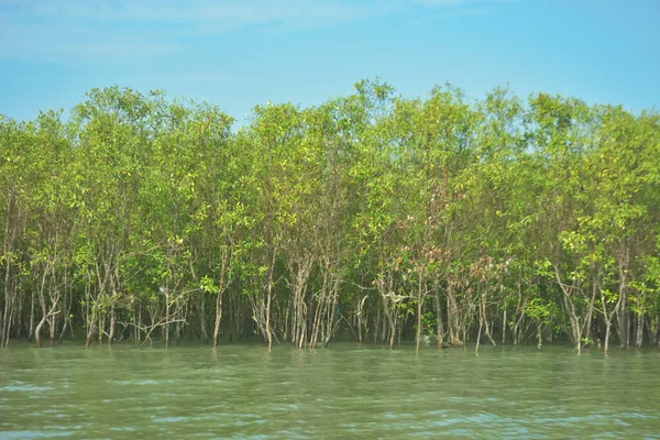 Bangladeş, Cox 's Bazar' daki Bakkhali Nehri boyunca yemyeşil mangrov ormanı. Berrak mavi gökyüzünün altında, yüksek gelgit sırasında sulara yansıyan yoğun tropikal ağaçların yer aldığı sakin kıyı manzarası..
