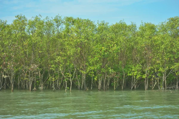 Bangladeş, Cox 's Bazar' daki Bakkhali Nehri boyunca yemyeşil mangrov ormanı. Berrak mavi gökyüzünün altında, yüksek gelgit sırasında sulara yansıyan yoğun tropikal ağaçların yer aldığı sakin kıyı manzarası..