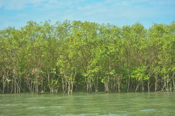 Bangladeş, Cox 's Bazar' daki Bakkhali Nehri boyunca uzanan yemyeşil mangrov ormanının manzarası. Parlak yeşil ağaçlar, açık mavi gökyüzünün altındaki yüksek gelgit sırasında tropikal su yolu boyunca eşsiz bir kıyı ekosistemi sergilerler..