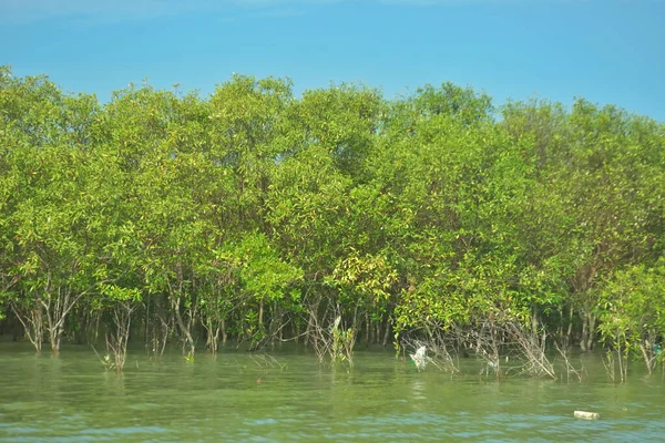 Bangladeş, Cox 's Bazar' daki Bakkhali Nehri boyunca uzanan yemyeşil mangrov ormanının manzarası. Parlak yeşil ağaçlar, açık mavi gökyüzünün altındaki yüksek gelgit sırasında tropikal su yolu boyunca eşsiz bir kıyı ekosistemi sergilerler..