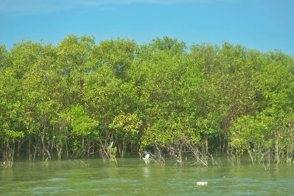 Bangladeş, Cox 's Bazar' daki Bakkhali Nehri boyunca uzanan yemyeşil mangrov ormanının manzarası. Parlak yeşil ağaçlar, açık mavi gökyüzünün altındaki yüksek gelgit sırasında tropikal su yolu boyunca eşsiz bir kıyı ekosistemi sergilerler..
