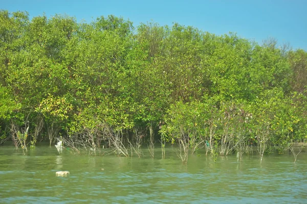 Bangladeş, Cox 's Bazar' daki Bakkhali Nehri boyunca uzanan yemyeşil mangrov ormanının manzarası. Parlak yeşil ağaçlar, açık mavi gökyüzünün altındaki yüksek gelgit sırasında tropikal su yolu boyunca eşsiz bir kıyı ekosistemi sergilerler..