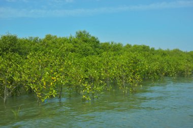 Mangrove Ormanı, Bakkhali Nehri 'nde, Cox' s Bazar, Bangladeş 'te, gelgit sırasında. Yükselen suyu verimli tropik yeşillik ve berrak gökyüzü ile birlikte bir kıyı ekosisteminde yakalamak. Güney Asya biyolojik çeşitliliği odaklı.