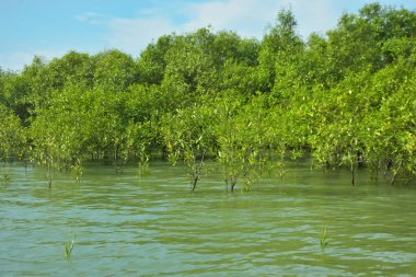 Mangrove Ormanı, Bakkhali Nehri 'nde, Cox' s Bazar, Bangladeş 'te, gelgit sırasında. Yükselen suyu verimli tropik yeşillik ve berrak gökyüzü ile birlikte bir kıyı ekosisteminde yakalamak. Güney Asya biyolojik çeşitliliği odaklı.