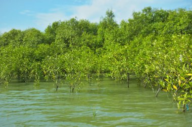 Mangrove Ormanı, Bakkhali Nehri 'nde, Cox' s Bazar, Bangladeş 'te, gelgit sırasında. Yükselen suyu verimli tropik yeşillik ve berrak gökyüzü ile birlikte bir kıyı ekosisteminde yakalamak. Güney Asya biyolojik çeşitliliği odaklı.