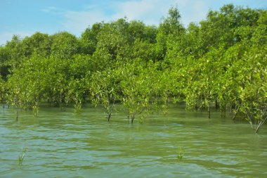 Mangrove Ormanı, Bakkhali Nehri 'nde, Cox' s Bazar, Bangladeş 'te, gelgit sırasında. Yükselen suyu verimli tropik yeşillik ve berrak gökyüzü ile birlikte bir kıyı ekosisteminde yakalamak. Güney Asya biyolojik çeşitliliği odaklı.