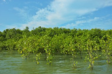 Mangrove Ormanı, Bakkhali Nehri 'nde, Cox' s Bazar, Bangladeş 'te, gelgit sırasında. Yükselen suyu verimli tropik yeşillik ve berrak gökyüzü ile birlikte bir kıyı ekosisteminde yakalamak. Güney Asya biyolojik çeşitliliği odaklı.