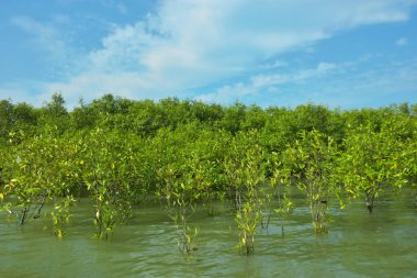 Mangrove Ormanı, Bakkhali Nehri 'nde, Cox' s Bazar, Bangladeş 'te, gelgit sırasında. Yükselen suyu verimli tropik yeşillik ve berrak gökyüzü ile birlikte bir kıyı ekosisteminde yakalamak. Güney Asya biyolojik çeşitliliği odaklı.