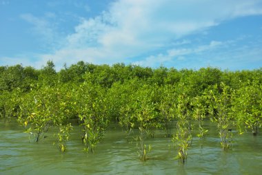 Mangrove Ormanı, Bakkhali Nehri 'nde, Cox' s Bazar, Bangladeş 'te, gelgit sırasında. Yükselen suyu verimli tropik yeşillik ve berrak gökyüzü ile birlikte bir kıyı ekosisteminde yakalamak. Güney Asya biyolojik çeşitliliği odaklı.