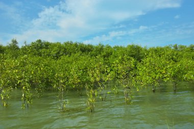 Mangrove Ormanı, Bakkhali Nehri 'nde, Cox' s Bazar, Bangladeş 'te, gelgit sırasında. Yükselen suyu verimli tropik yeşillik ve berrak gökyüzü ile birlikte bir kıyı ekosisteminde yakalamak. Güney Asya biyolojik çeşitliliği odaklı.