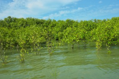 Mangrove Ormanı, Bakkhali Nehri 'nde, Cox' s Bazar, Bangladeş 'te, gelgit sırasında. Yükselen suyu verimli tropik yeşillik ve berrak gökyüzü ile birlikte bir kıyı ekosisteminde yakalamak. Güney Asya biyolojik çeşitliliği odaklı.