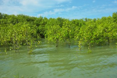 Mangrove Ormanı, Bakkhali Nehri 'nde, Cox' s Bazar, Bangladeş 'te, gelgit sırasında. Yükselen suyu verimli tropik yeşillik ve berrak gökyüzü ile birlikte bir kıyı ekosisteminde yakalamak. Güney Asya biyolojik çeşitliliği odaklı.