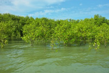Mangrove Ormanı, Bakkhali Nehri 'nde, Cox' s Bazar, Bangladeş 'te, gelgit sırasında. Yükselen suyu verimli tropik yeşillik ve berrak gökyüzü ile birlikte bir kıyı ekosisteminde yakalamak. Güney Asya biyolojik çeşitliliği odaklı.