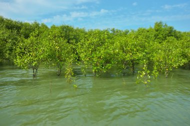 Mangrove Ormanı, Bakkhali Nehri 'nde, Cox' s Bazar, Bangladeş 'te, gelgit sırasında. Yükselen suyu verimli tropik yeşillik ve berrak gökyüzü ile birlikte bir kıyı ekosisteminde yakalamak. Güney Asya biyolojik çeşitliliği odaklı.