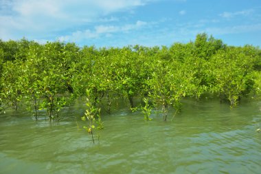 Mangrove Ormanı, Bakkhali Nehri 'nde, Cox' s Bazar, Bangladeş 'te, gelgit sırasında. Yükselen suyu verimli tropik yeşillik ve berrak gökyüzü ile birlikte bir kıyı ekosisteminde yakalamak. Güney Asya biyolojik çeşitliliği odaklı.