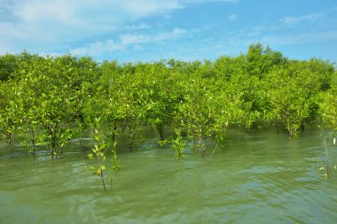 Mangrove Ormanı, Bakkhali Nehri 'nde, Cox' s Bazar, Bangladeş 'te, gelgit sırasında. Yükselen suyu verimli tropik yeşillik ve berrak gökyüzü ile birlikte bir kıyı ekosisteminde yakalamak. Güney Asya biyolojik çeşitliliği odaklı.